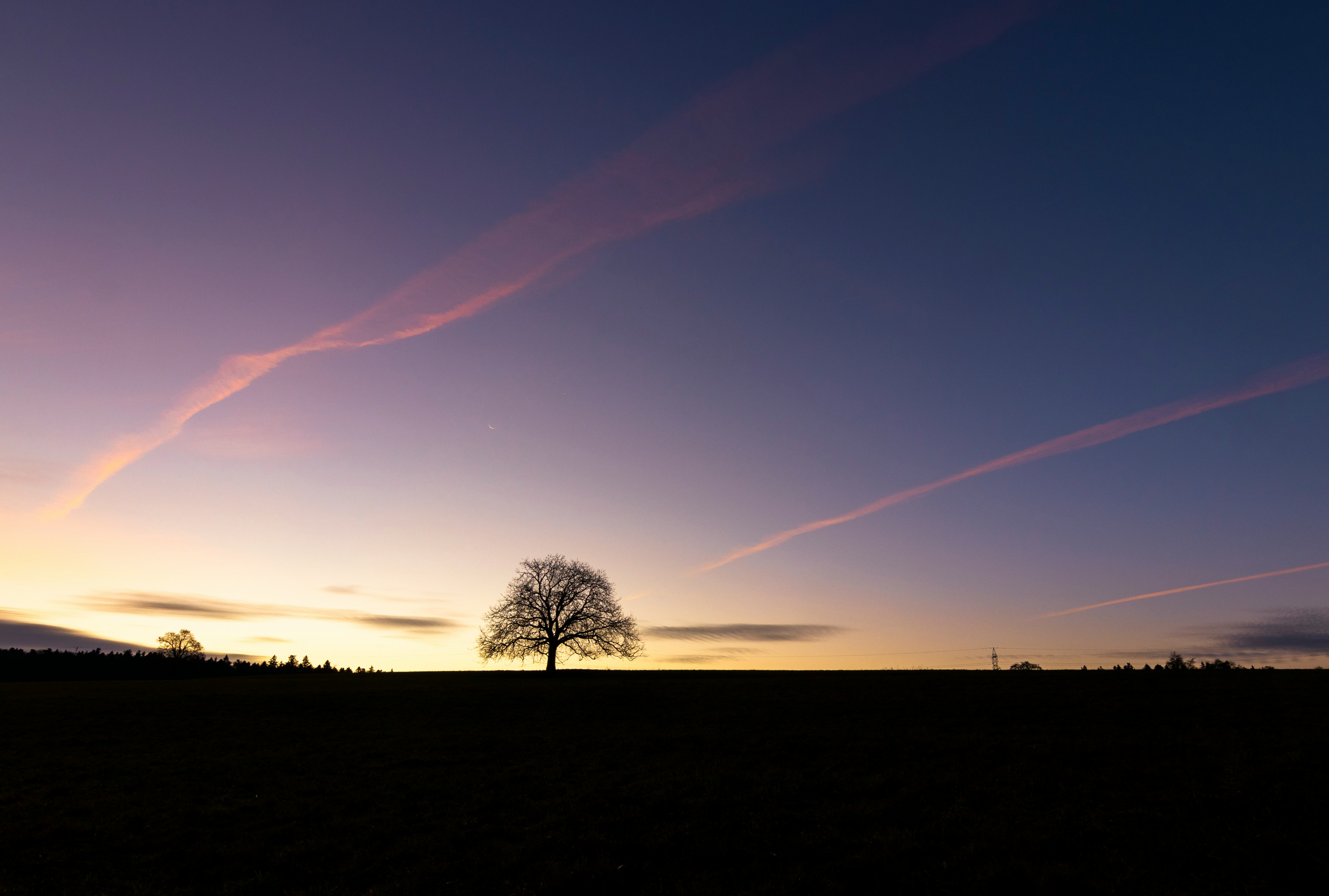 silhouette of trees under blue sky during daytime